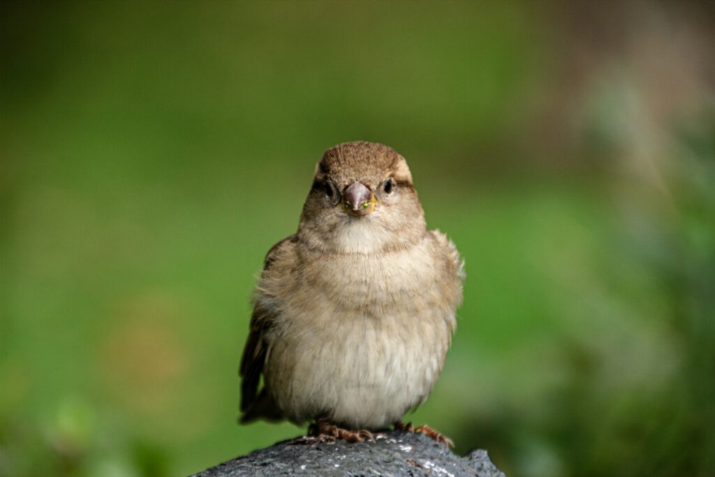 A fluffy brown sparrow faces forward, perched on a dark surface with a green background.