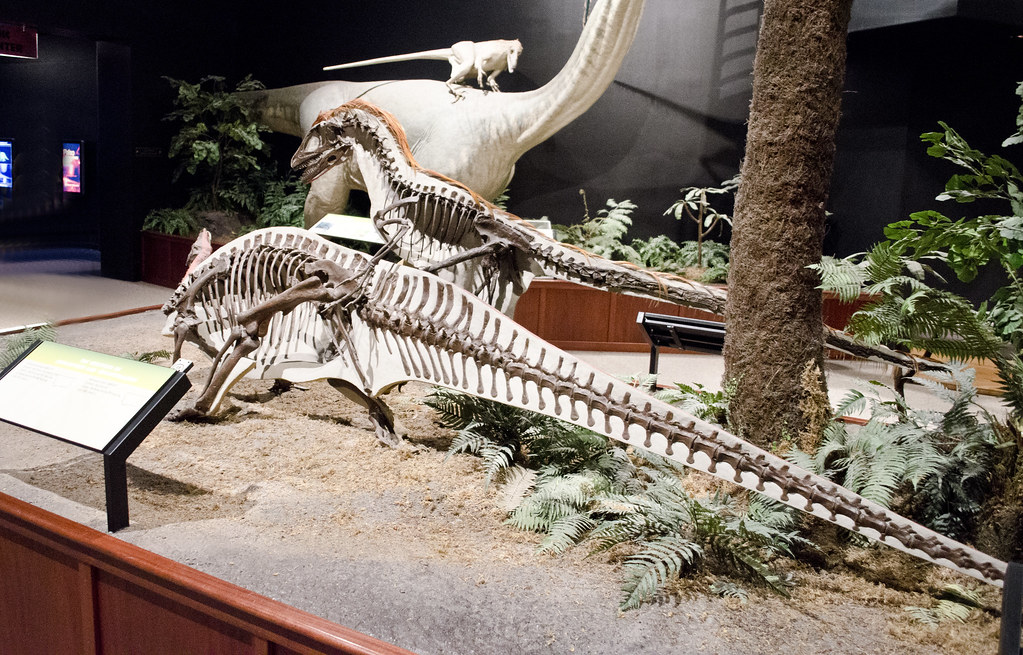 Several dinosaur skeletons, including a Deinonychus, are on display in a museum exhibit.