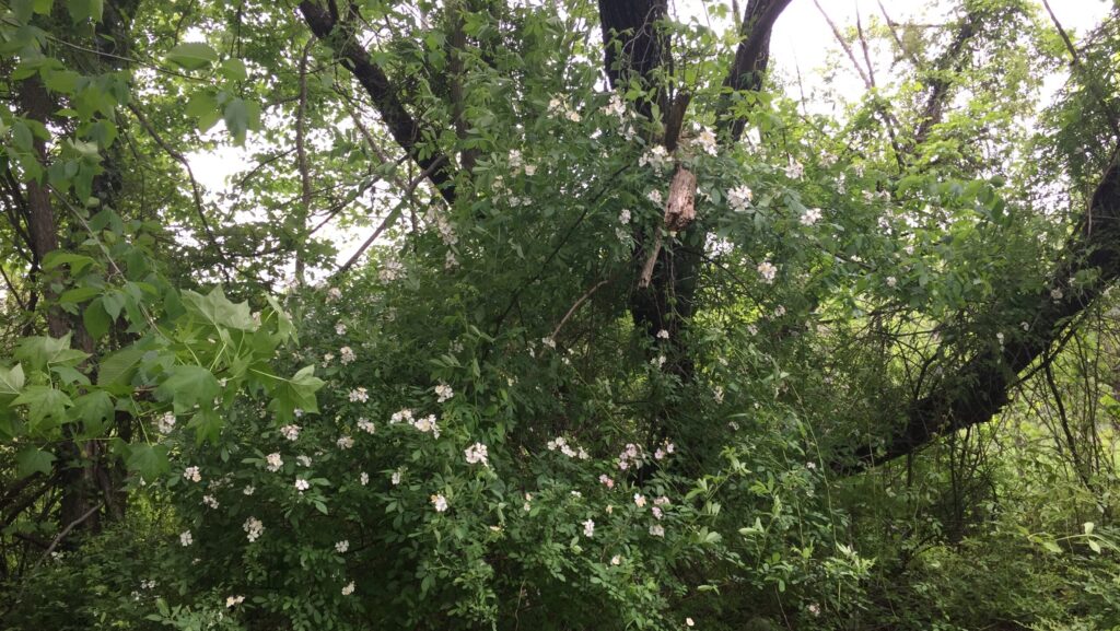 Dense multiflora rose vines growing around trees and native plants
