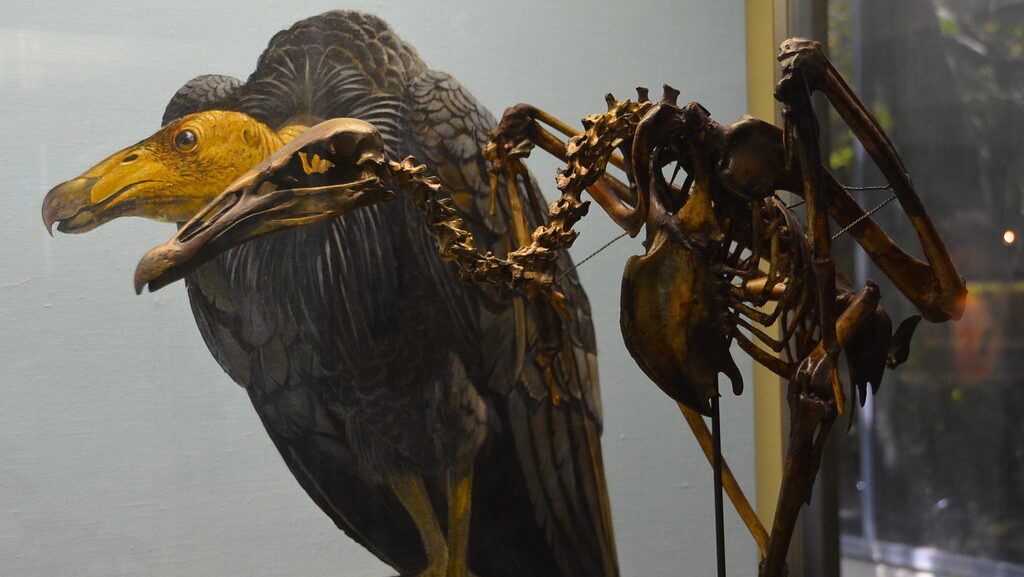 Fossil of Brea Condor (Breagyps clarki) at the Page Museum