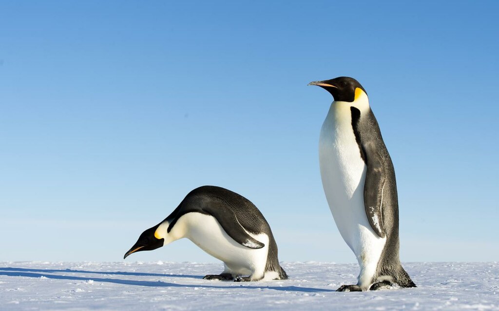 Two emperor penguins are on a snowy surface; one stands upright, the other bows its head.