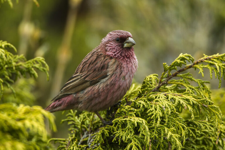 A Red-mantled Rosefinch perches on a branch, showing its rosy-red and brown plumage.