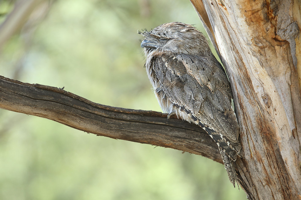 A Tawny Frogmouth camouflaged with grey and brown patterned plumage rests on a tree.
