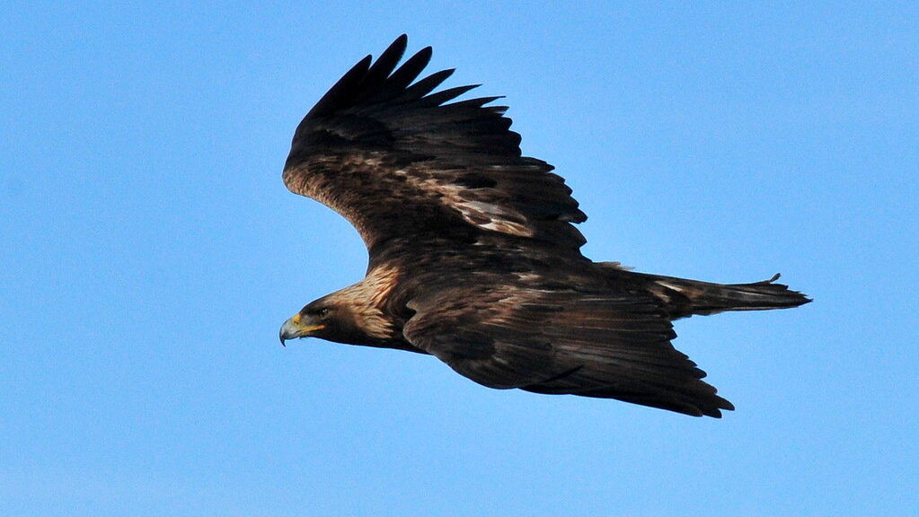 A golden eagle soars with outstretched wings against a clear blue sky.