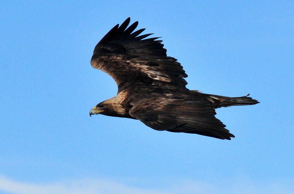A golden eagle soars with outstretched wings against a clear blue sky.