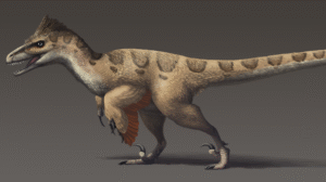 Reconstruction of Utahraptor ostrommaysorum, a large dromaeosaurid dinosaur from the Early Cretaceous