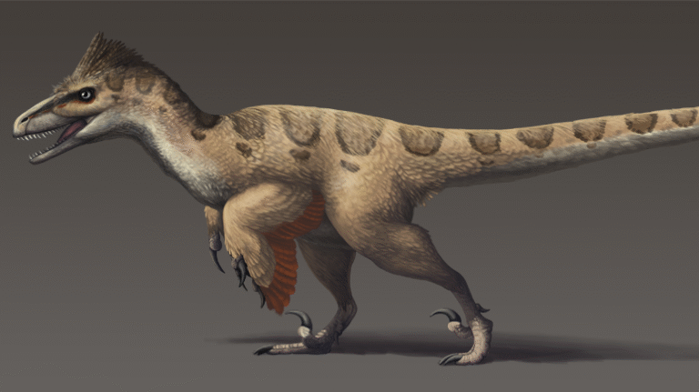 Reconstruction of Utahraptor ostrommaysorum, a large dromaeosaurid dinosaur from the Early Cretaceous