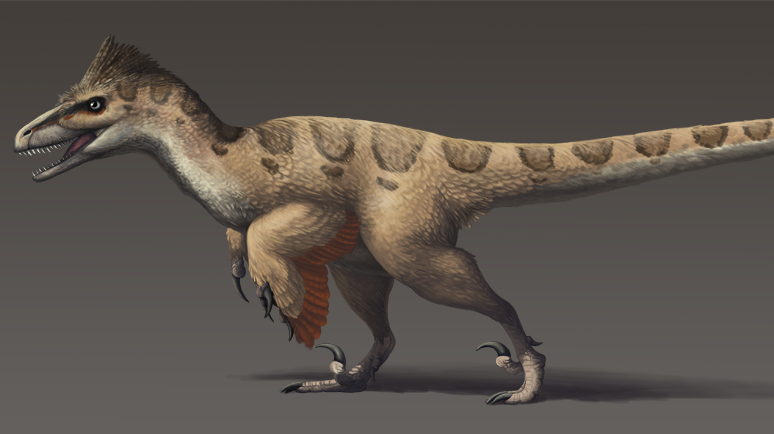 Reconstruction of Utahraptor ostrommaysorum, a large dromaeosaurid dinosaur from the Early Cretaceous