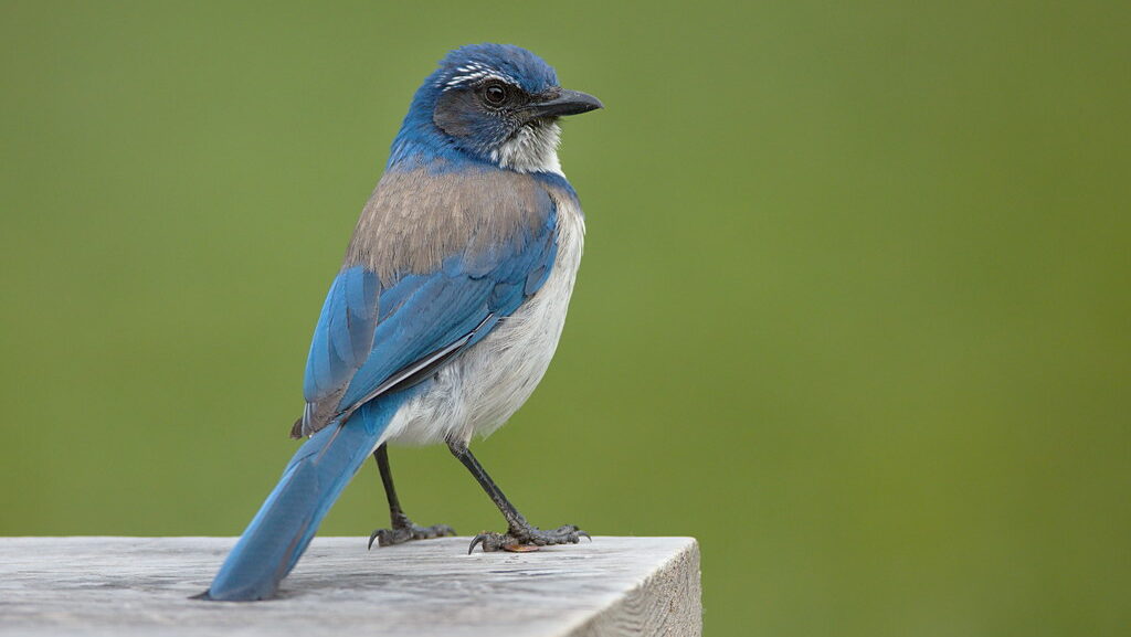 California Scrub-Jay perched on a weathered wooden post