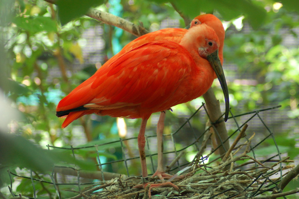 Two Scarlet Ibises perch on a nest, showcasing their vibrant orange plumage.