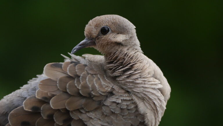 A close-up captures a Mourning Dove with soft, ruffled brown feathers and a dark eye.