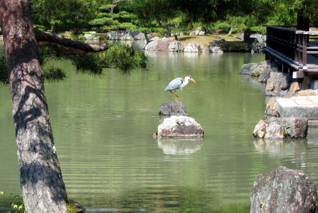 A gray heron perches on a rock in a tranquil pond with green water.