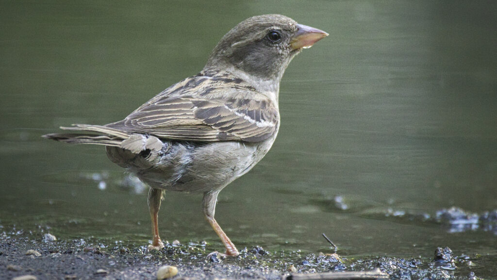 Sparrow drinking from a shallow puddle