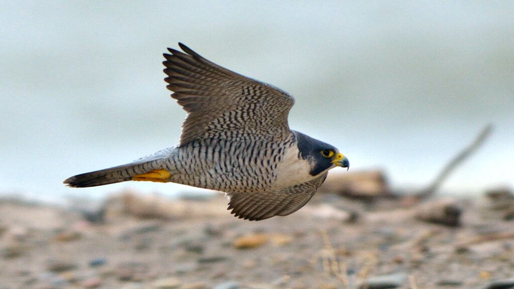 A peregrine falcon with blue-gray plumage and yellow talons flies close to the ground.
