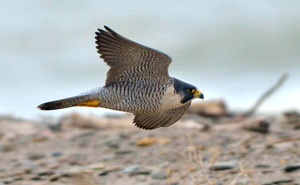 A peregrine falcon with blue-gray plumage and yellow talons flies close to the ground.