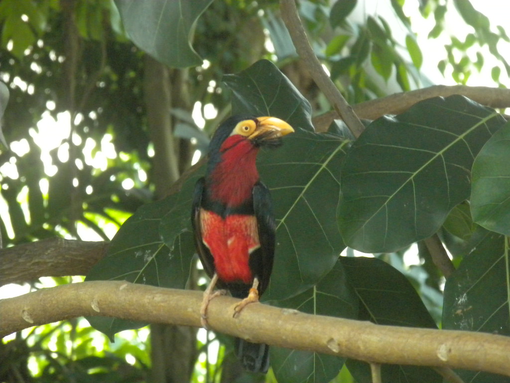 A colorful bearded barbet perches on a branch.
