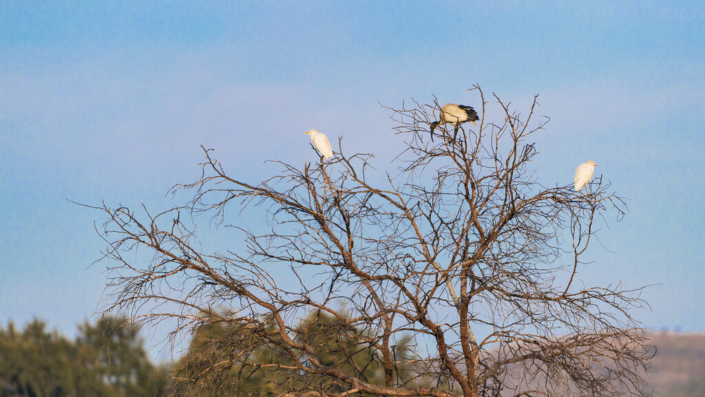 Birds perched on the bare branches of a leafless tree