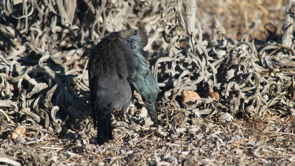 Blackbird preening its feathers.