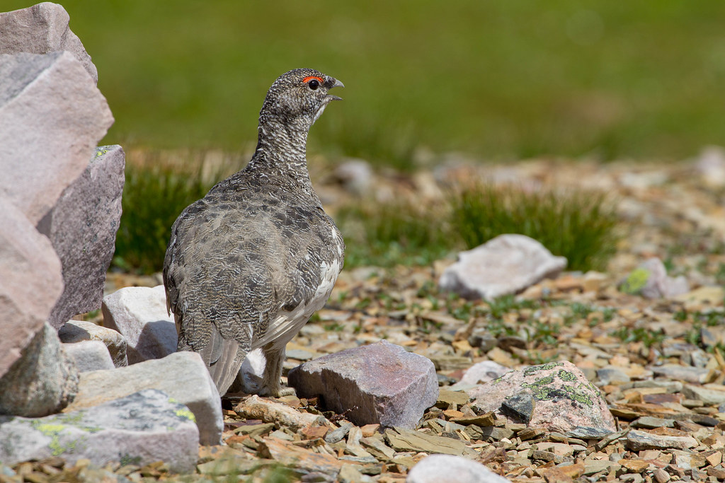 A Rock Ptarmigan stands on rocky ground, displaying its mottled grey and brown plumage.