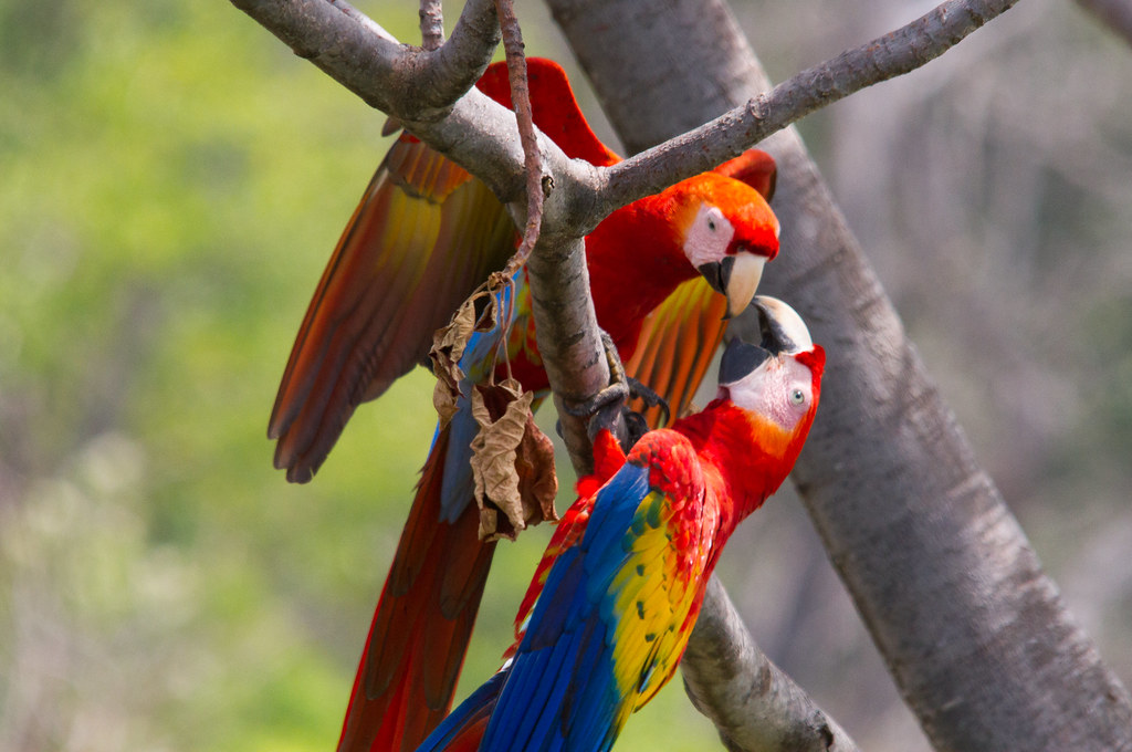 Two colorful macaws with red, yellow, and blue feathers perch closely on tree branches.