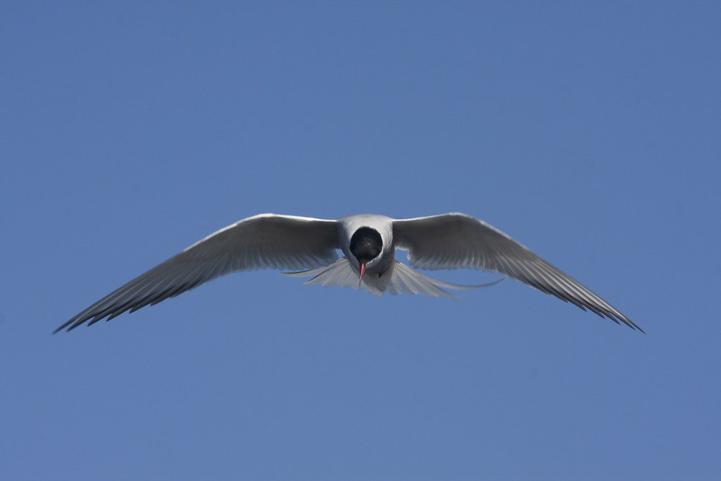 An Arctic Tern glides through a clear blue sky with its wings spread wide.