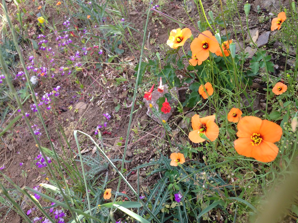 Bright orange poppies and small purple flowers bloom across a rocky, green terrain.