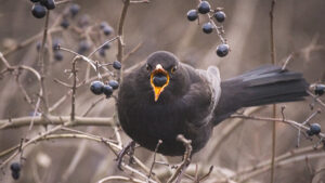 Blackbird perched on leafless branch eating berries