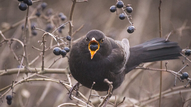 Blackbird perched on leafless branch eating berries