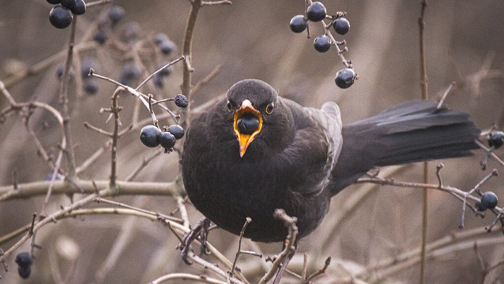 Blackbird perched on leafless branch eating berries