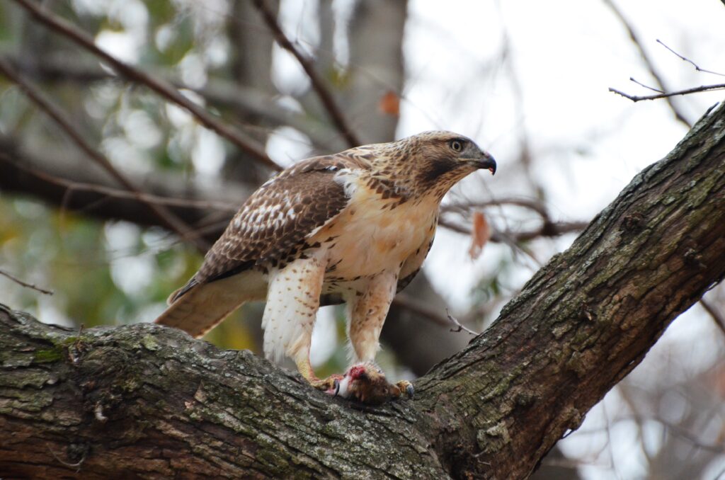 A fierce Red-tailed Hawk with patterned plumage perches on a branch with its prey.