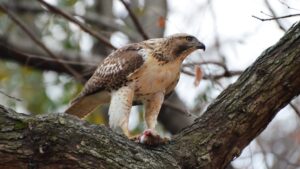 A fierce Red-tailed Hawk with patterned plumage perches on a branch with its prey.