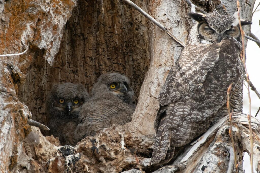 A great horned owl rests beside two owlets in a tree hollow.