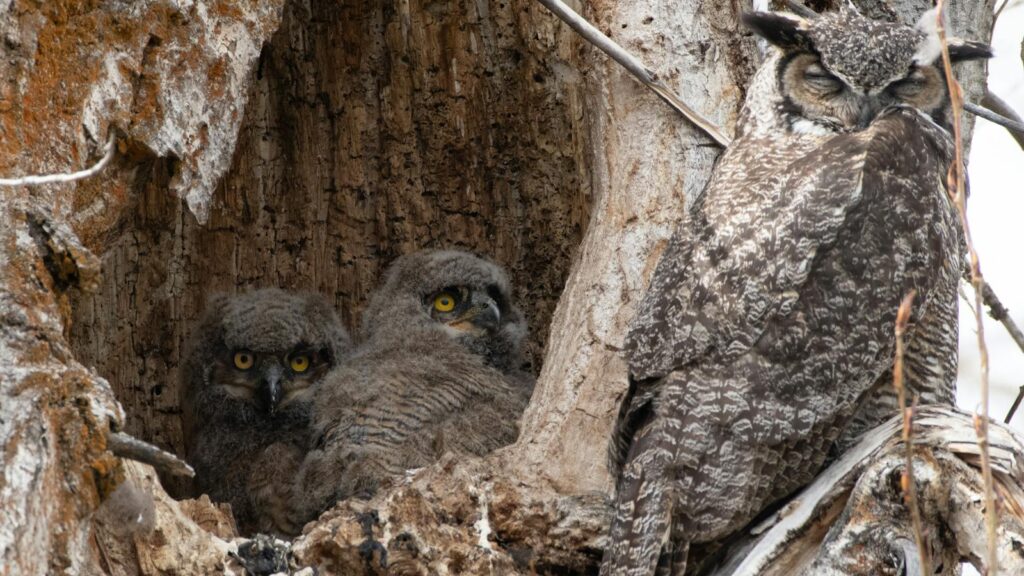 A great horned owl rests beside two owlets in a tree hollow.