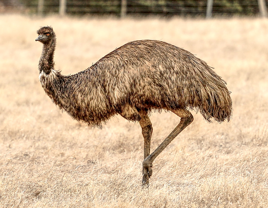 An Emu, a large flightless bird with shaggy brown feathers, stands in a dry, grassy field.