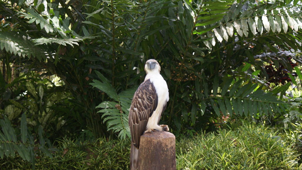 Philippine Eagle perched on a wooden stump