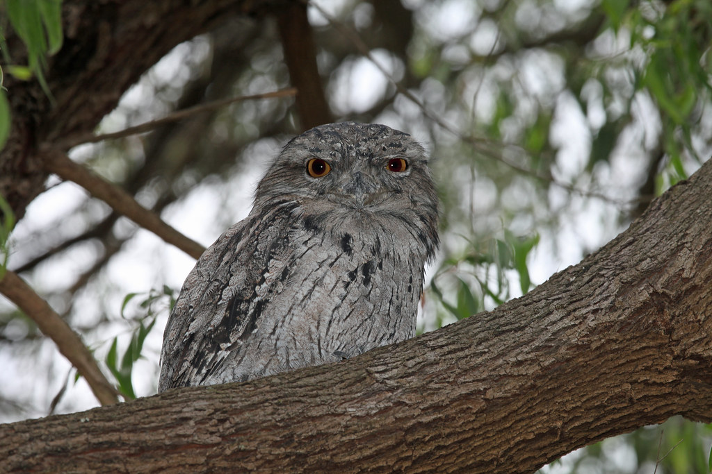 A Tawny Frogmouth with grey patterned plumage and bright orange eyes perches on a branch.