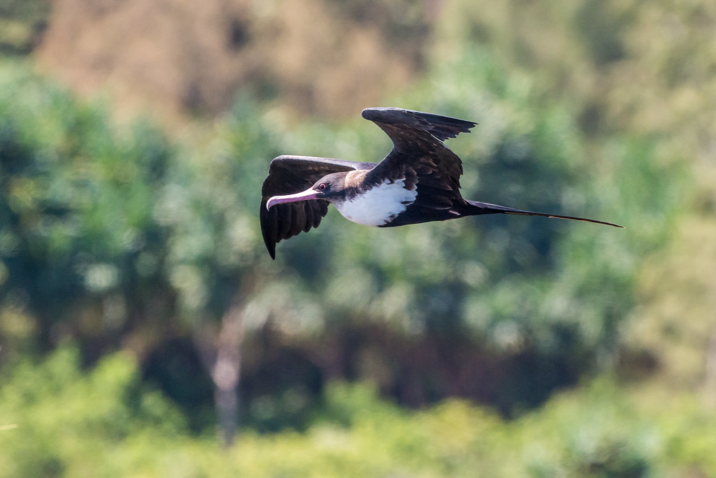 A Great Frigatebird glides with outstretched wings, showcasing its brown and white underside.