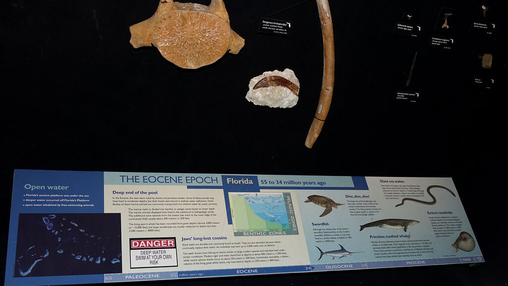 Museum exhibit showcasing life during the Eocene epoch