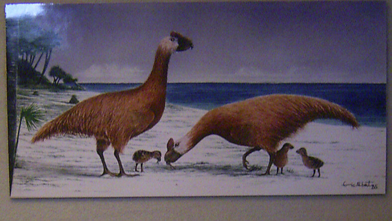 Reconstruction of Sylviornis, a giant extinct flightless bird from New Caledonia