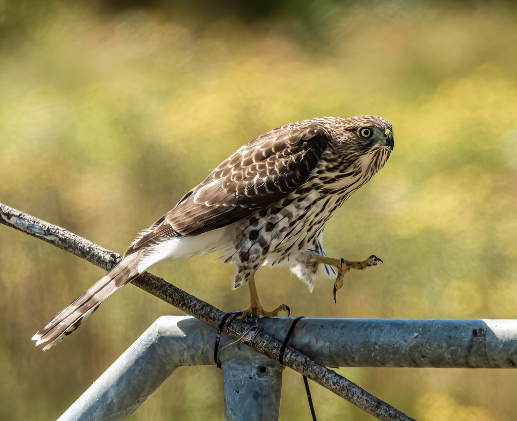 A patterned Cooper's Hawk perches on a metal railing, its sharp talons gripping the bar.