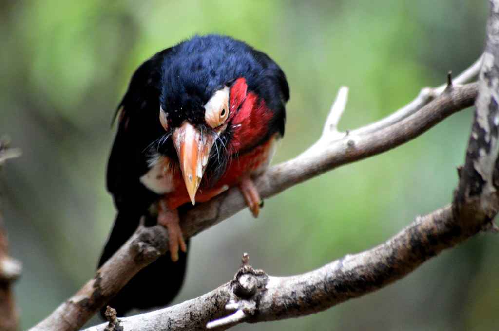 A Bearded Barbet with red and black plumage perches on a branch, looking down.