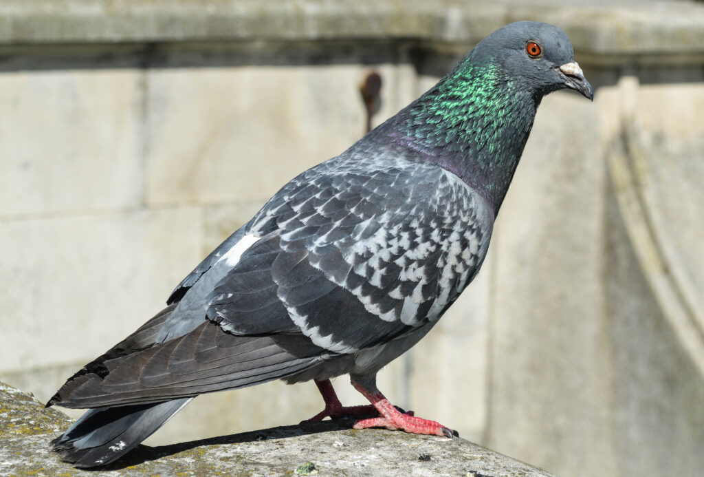 A Feral Pigeon stands on a stone ledge, showing its iridescent green neck feathers.