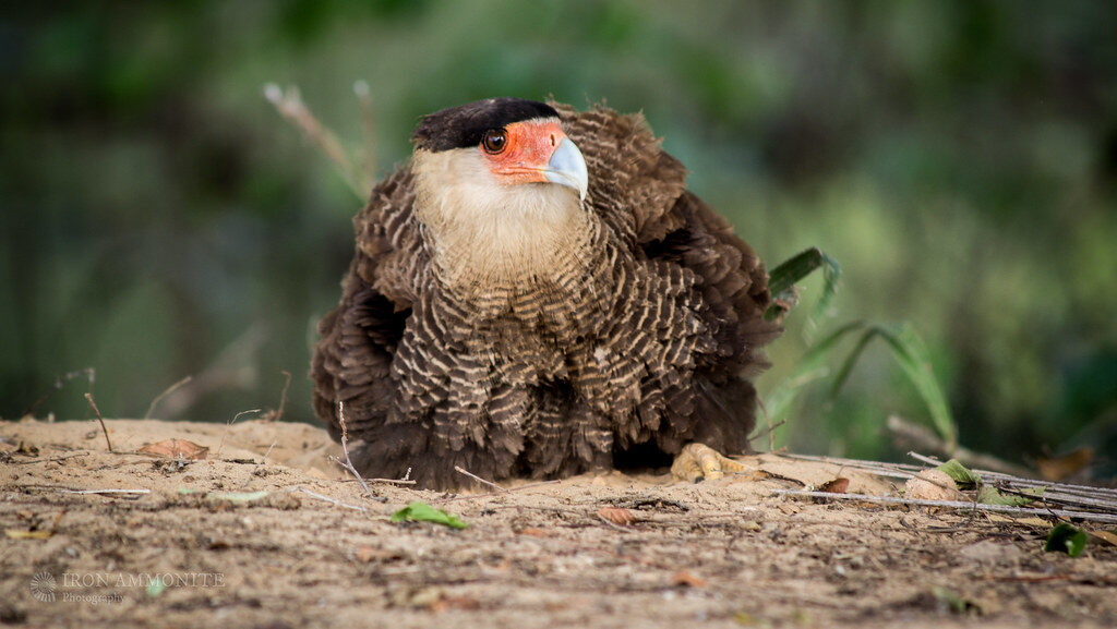 Northern Crested Caracara dust bathing to clean feathers