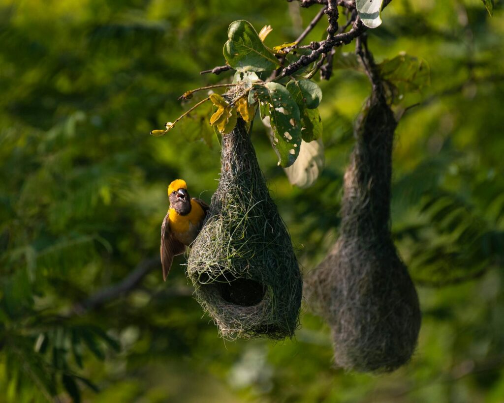 A Baya Weaver bird perched on its nest in a lush green environment.