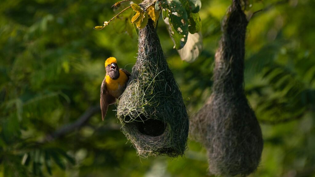 A Baya Weaver bird perched on its nest in a lush green environment.