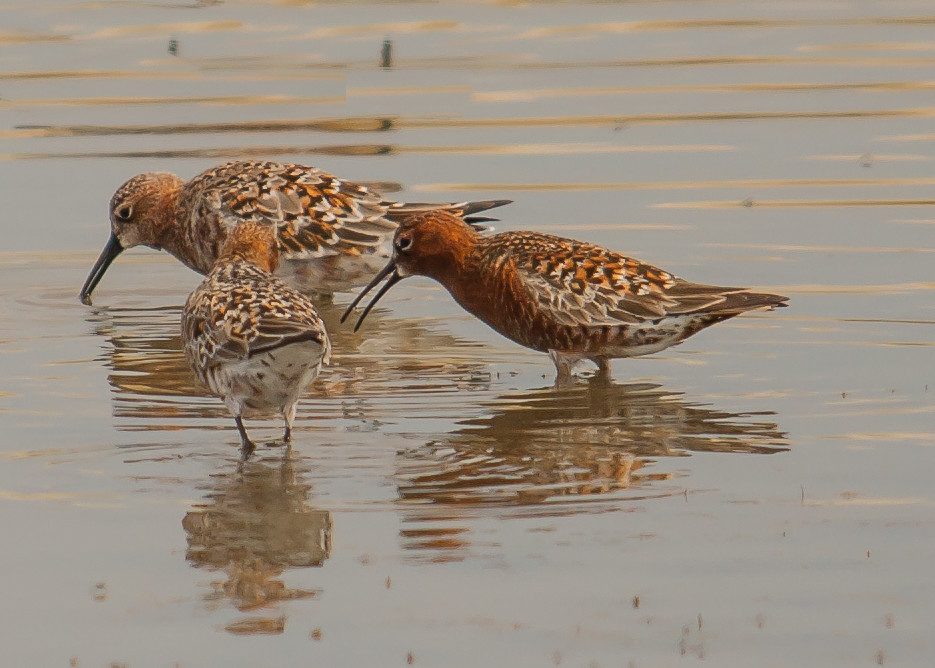 Three Curlew Sandpipers wade in shallow water, foraging for food.