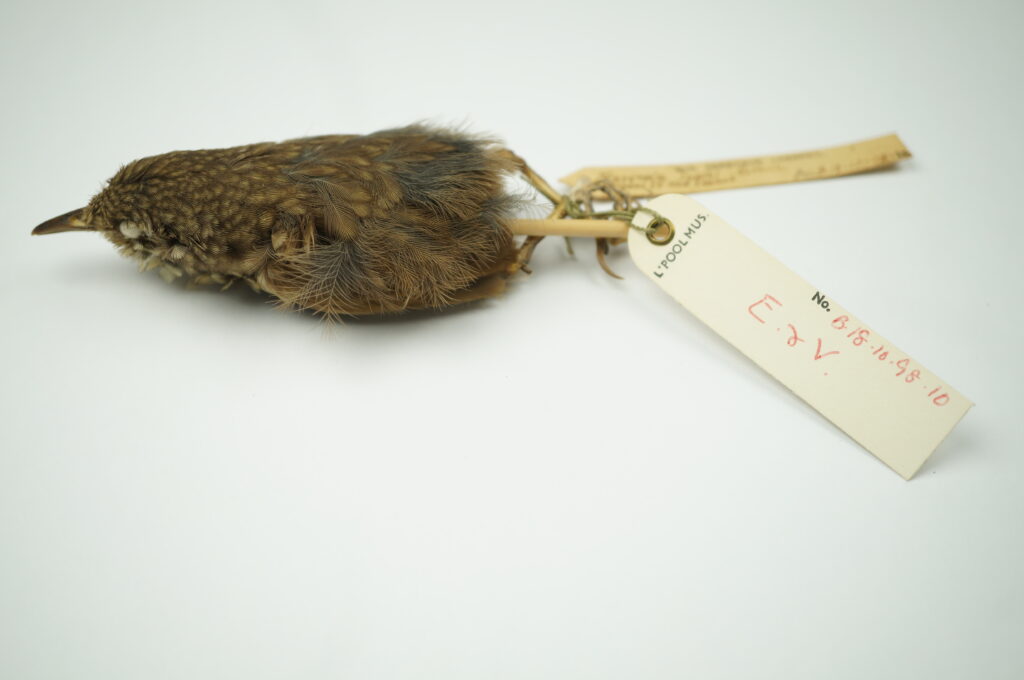 A taxidermied specimen of a Lyall's wren with an identification tag is displayed.