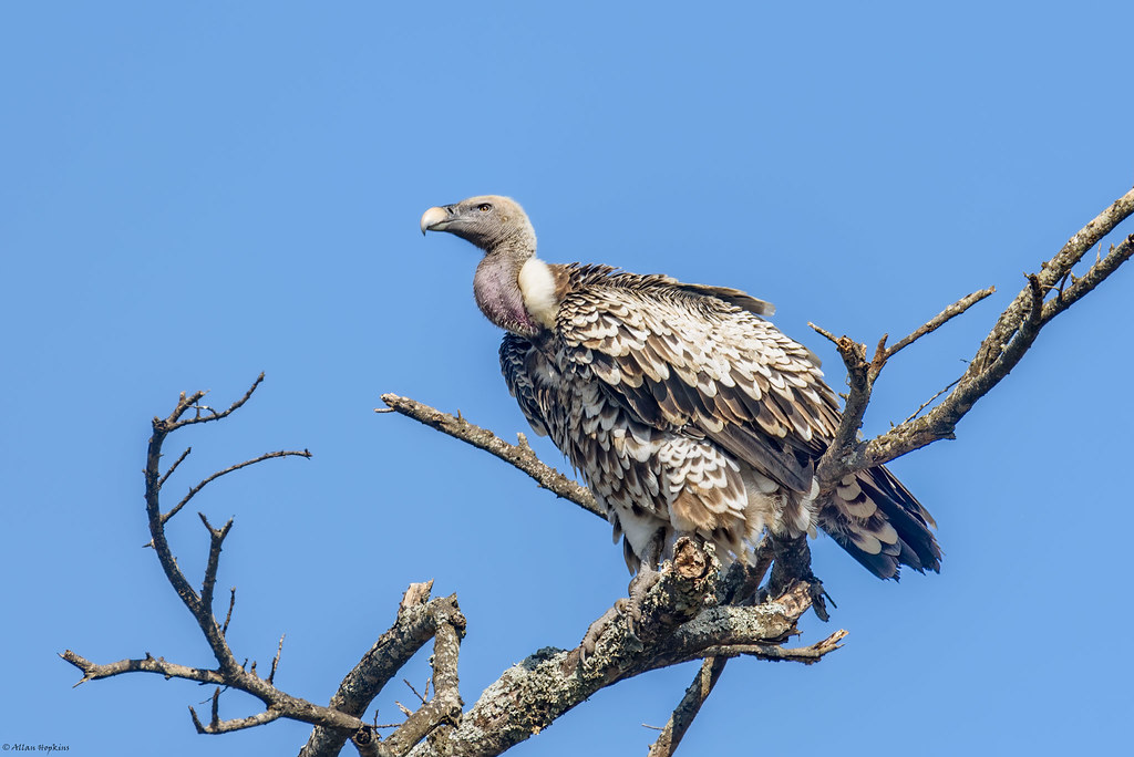 A Rüppell’s Griffon perches on a bare tree branch against a clear blue sky.