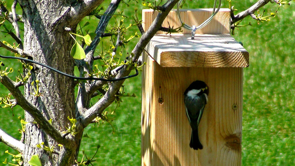 Parent chickadee peeking into wooden nesting box to check on chicks