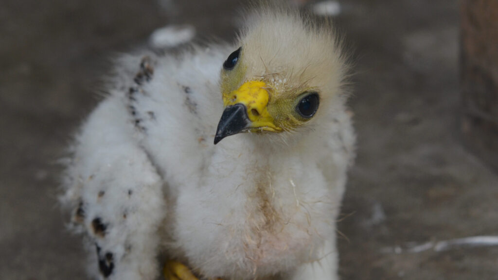 Young eagle chick on the ground